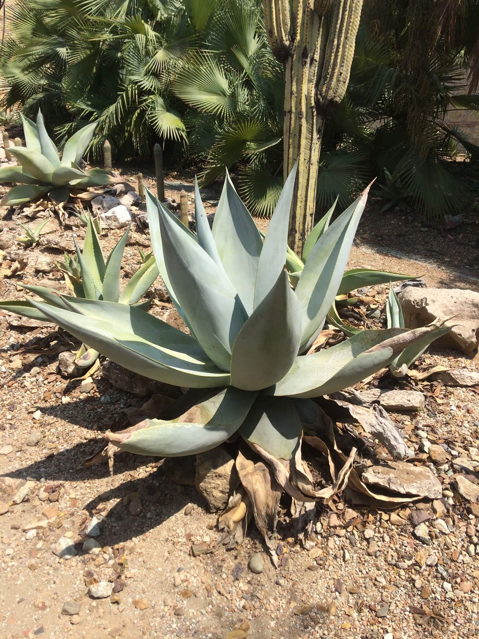 Agave guiengola 